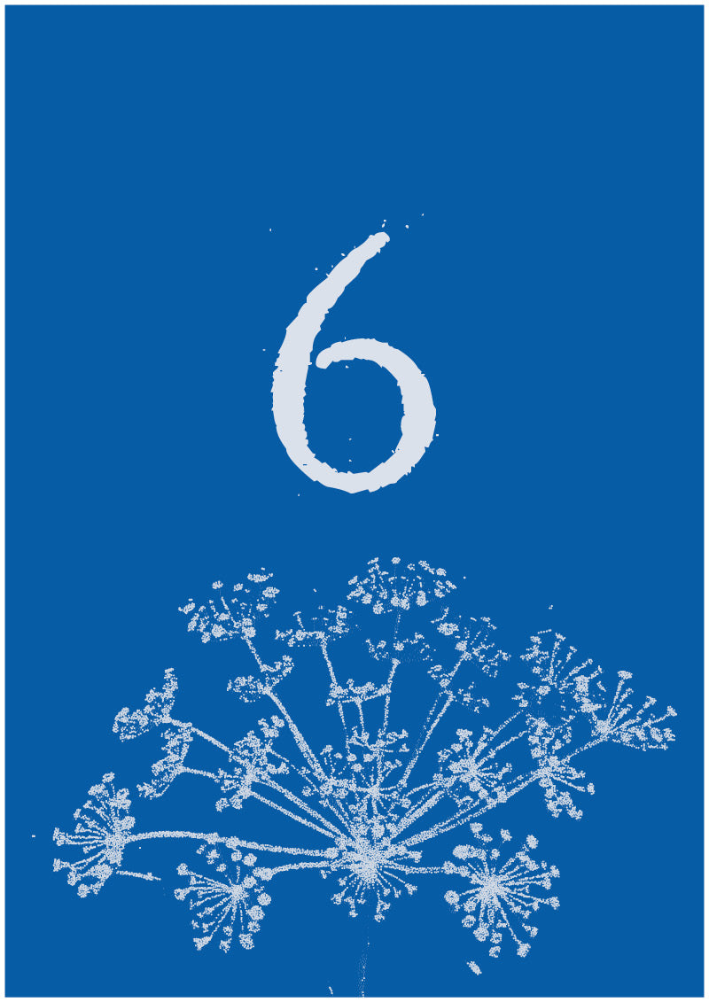 Umbel - 6
