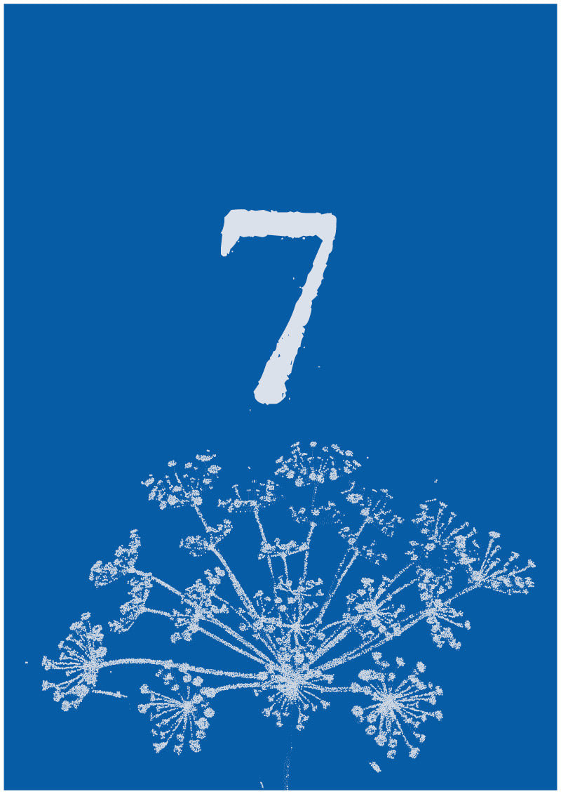 Umbel - 7