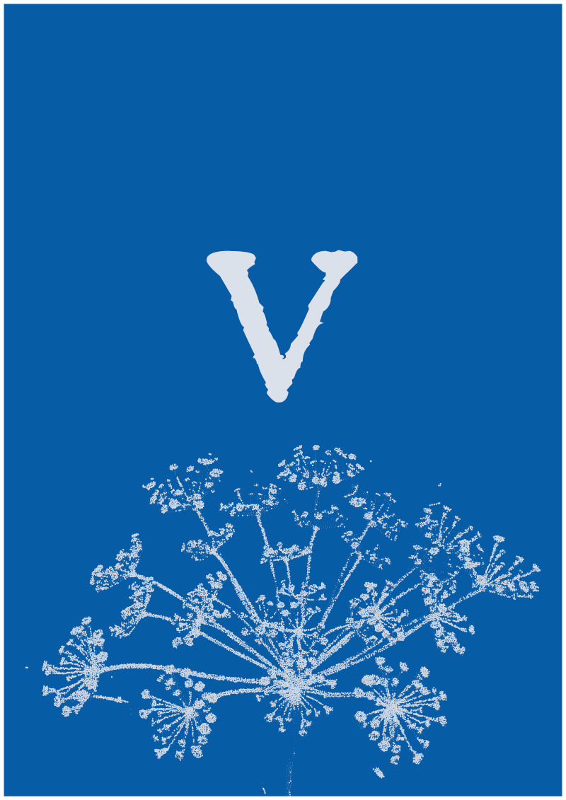 Umbel - V