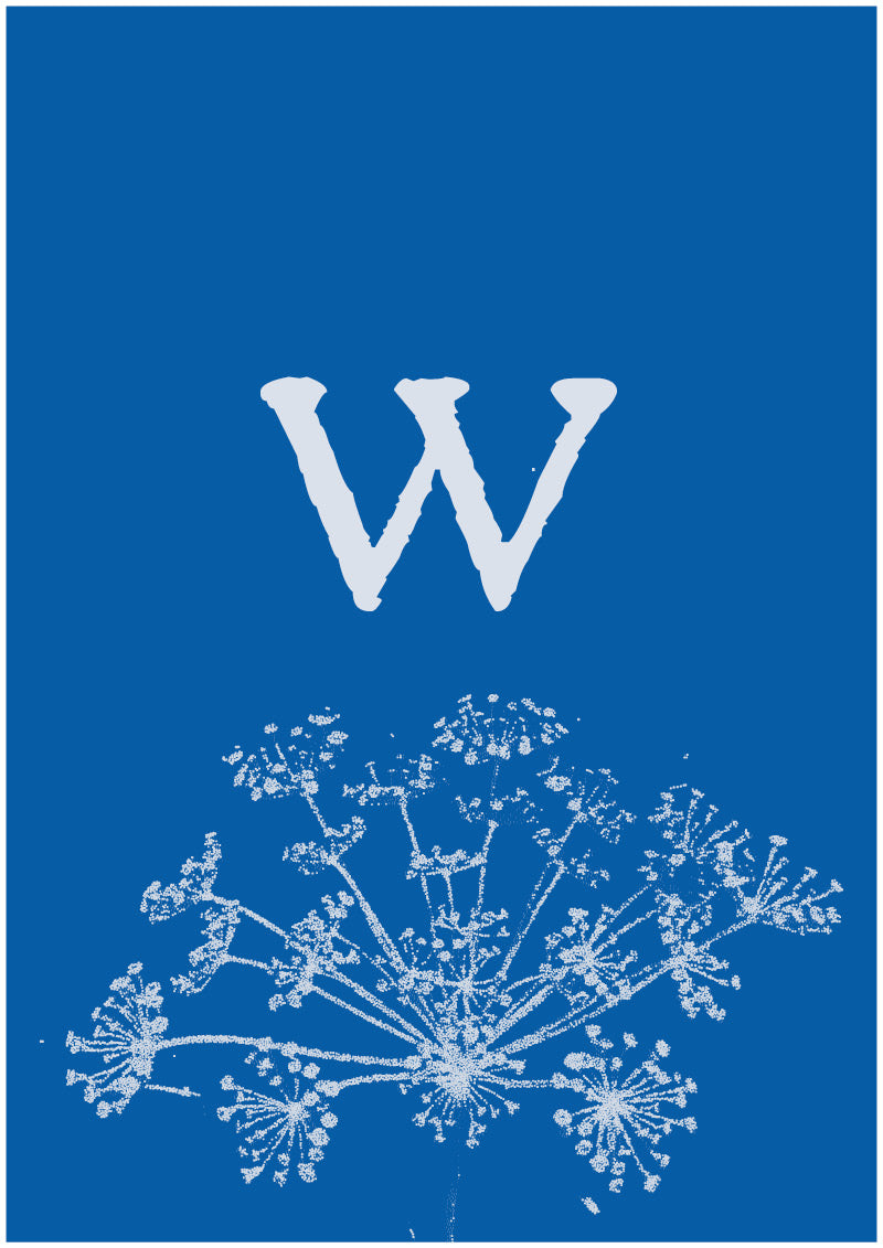 Umbel - W
