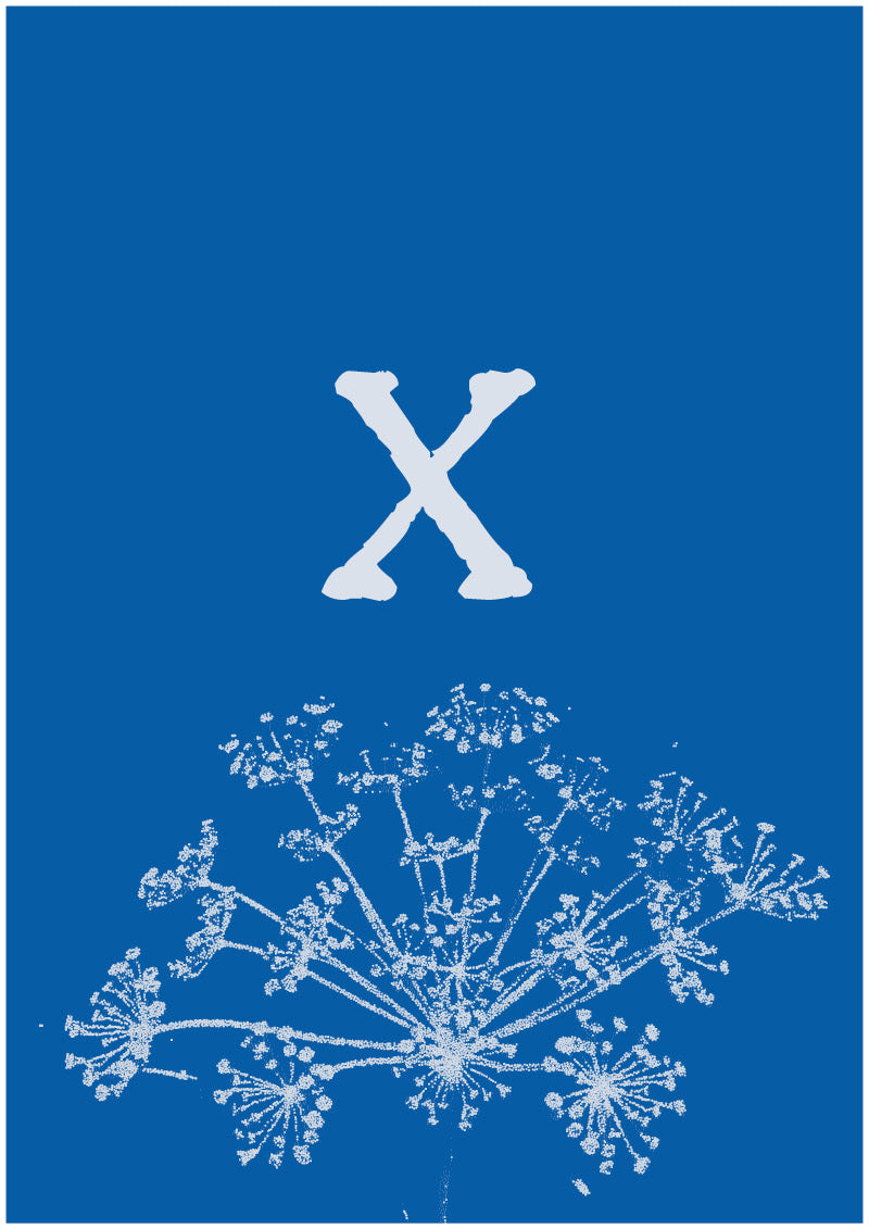 Umbel - X