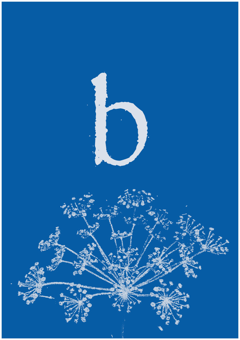 Umbel - B