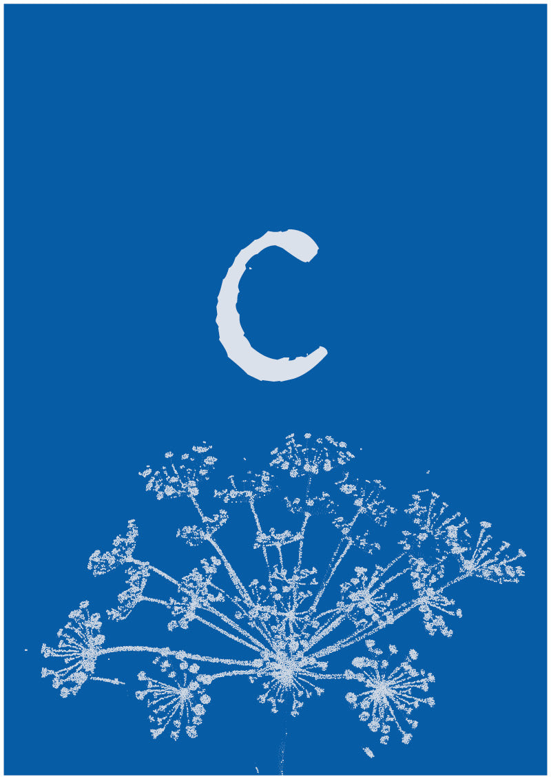 Umbel - C