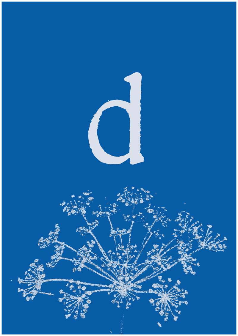 Umbel - D