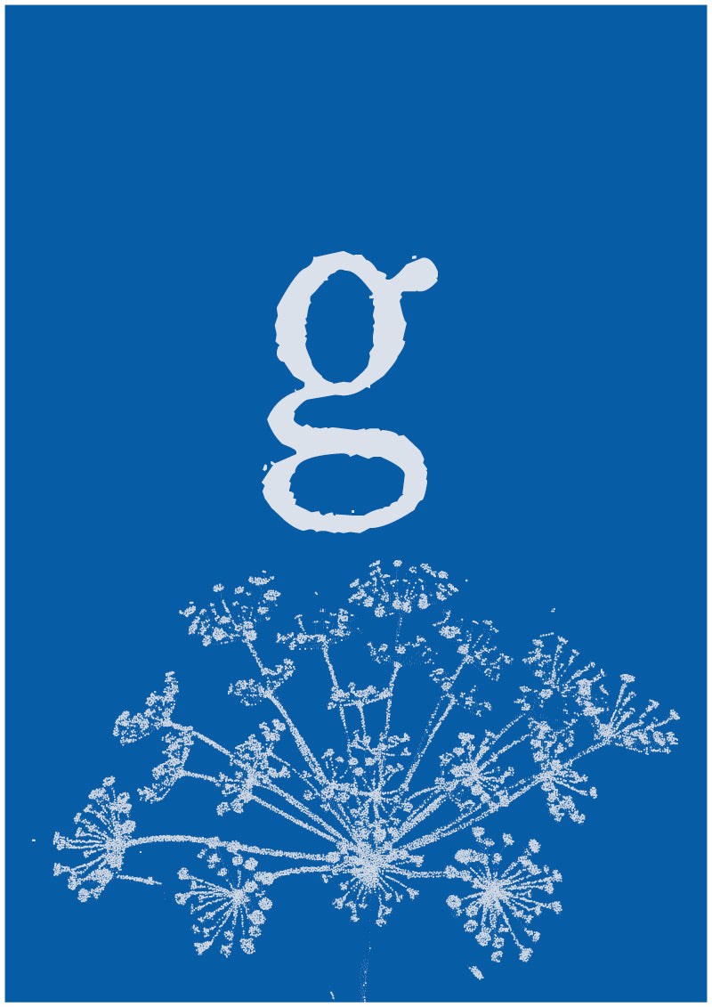 Umbel - G