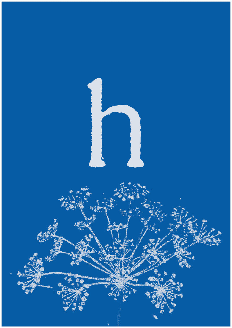 Umbel - H