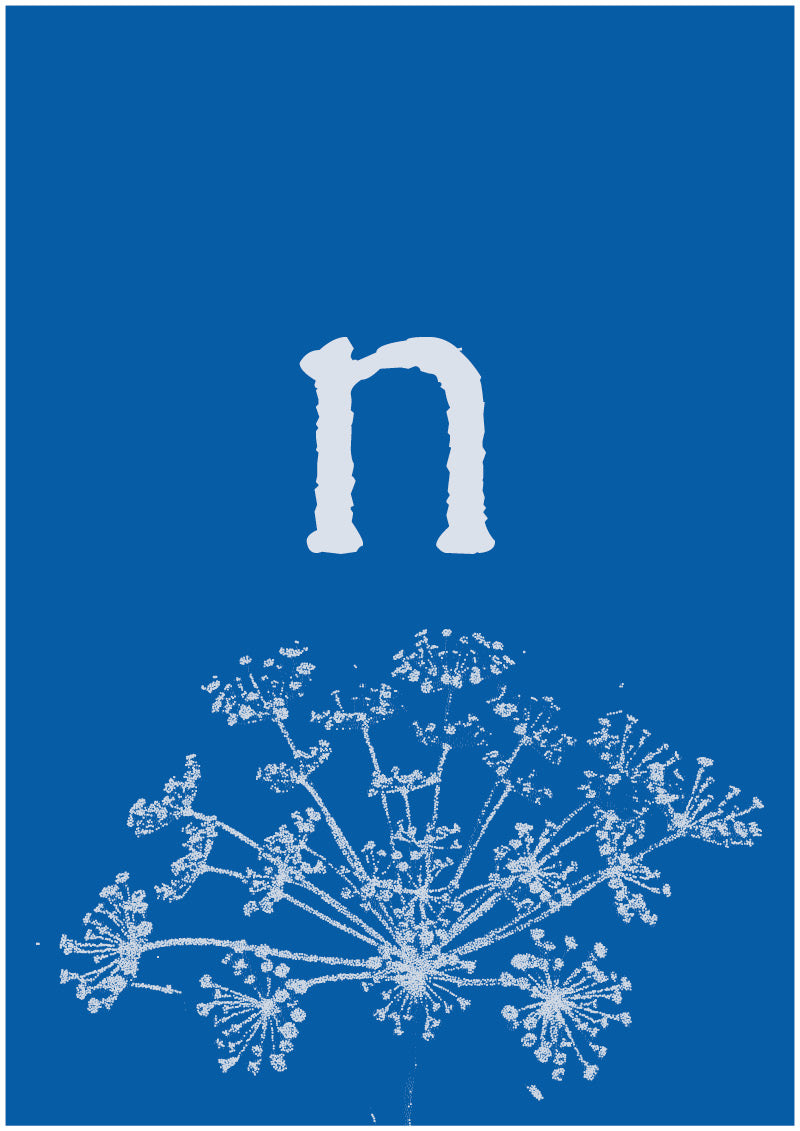 Umbel - N