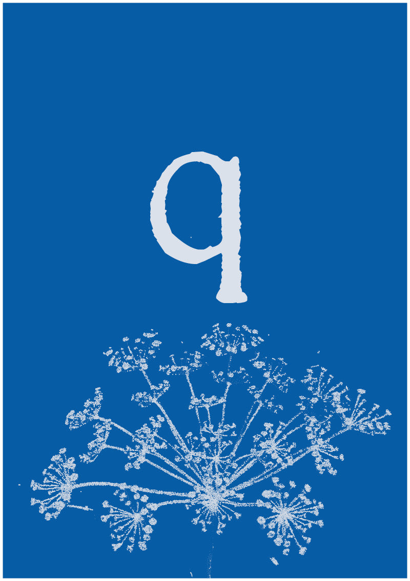 Umbel - Q