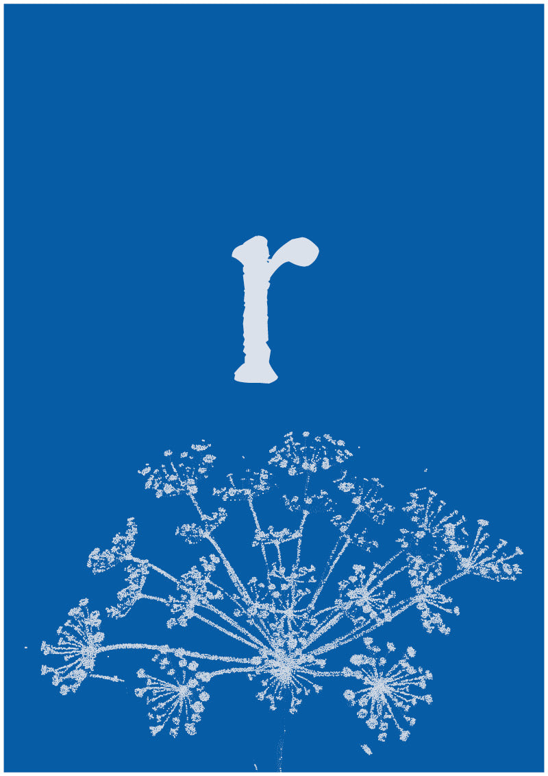 Umbel - R