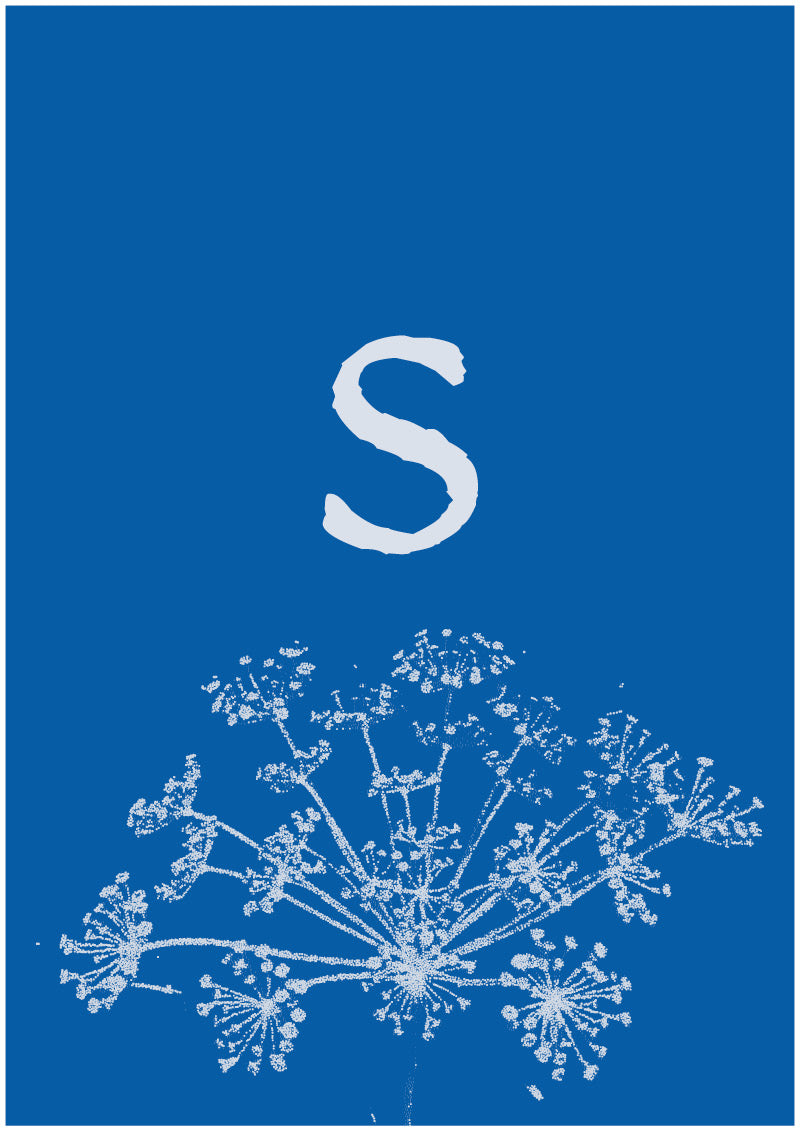 Umbel - S