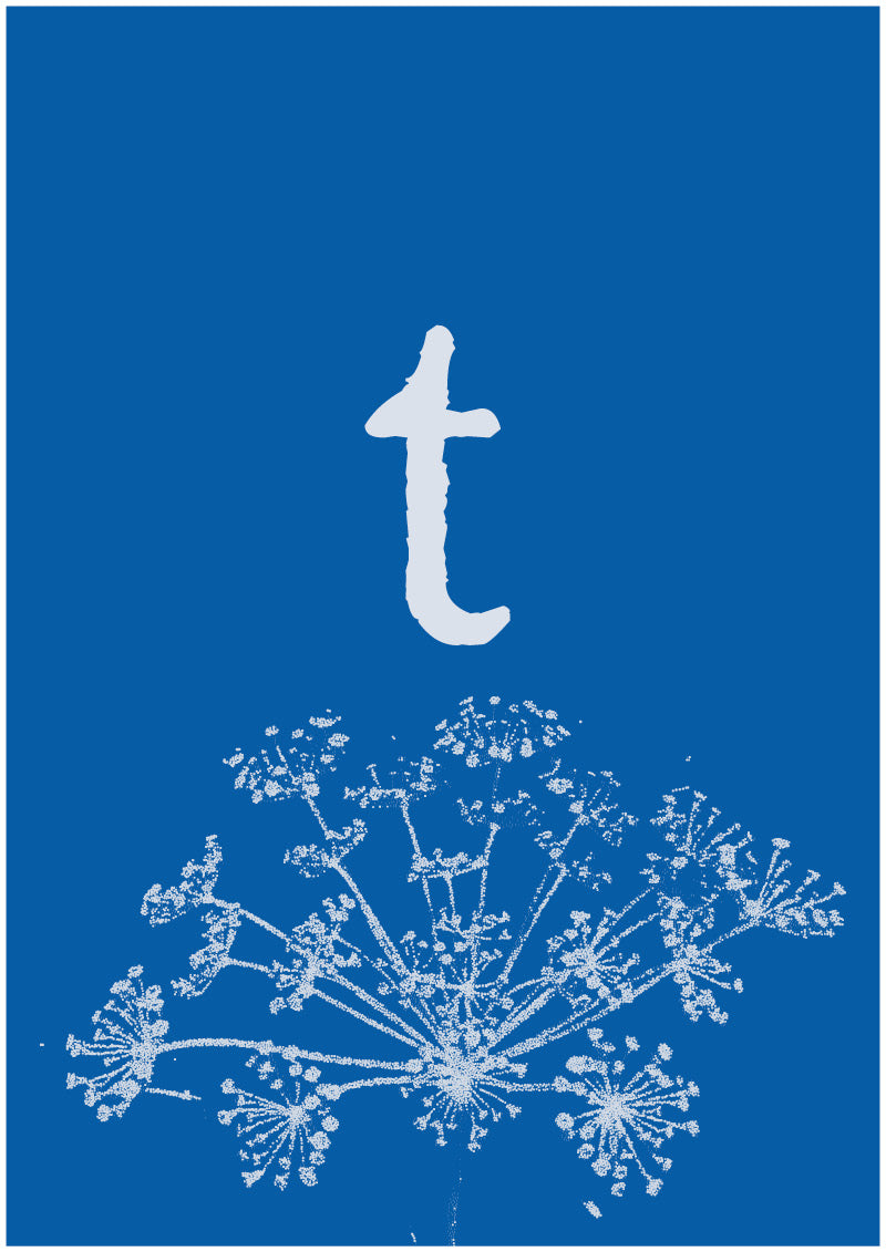 Umbel - T