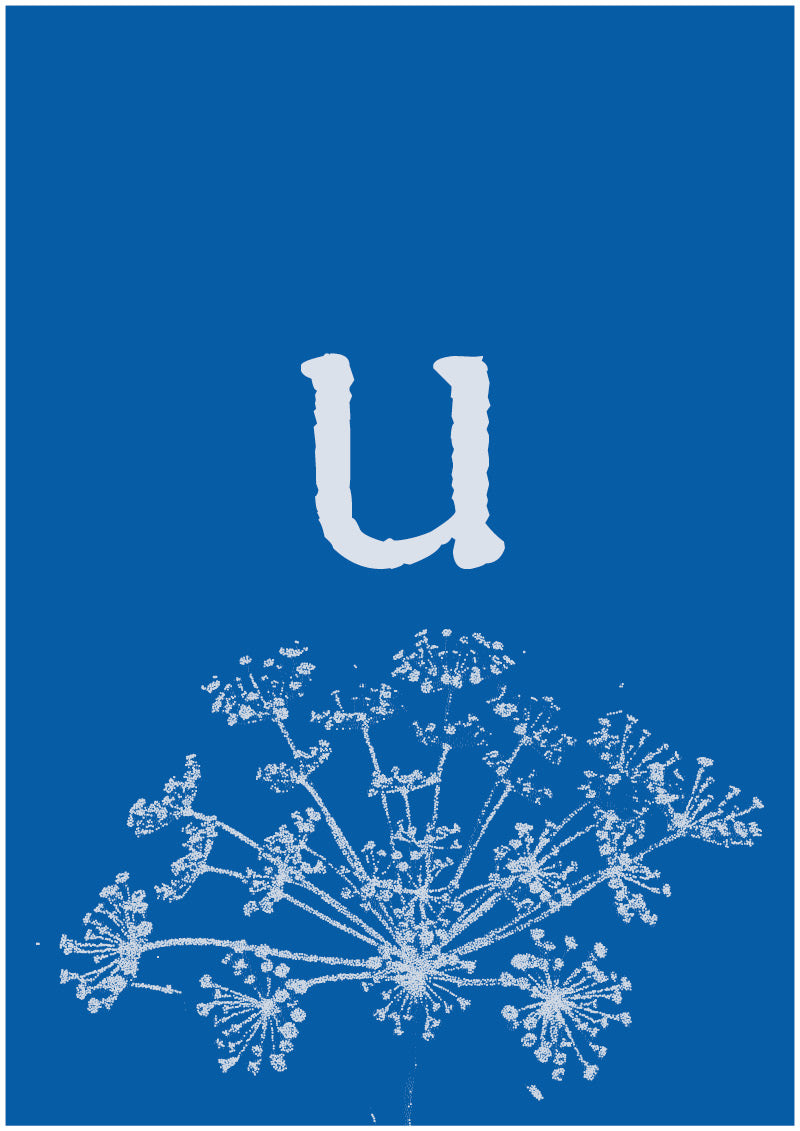 Umbel - U