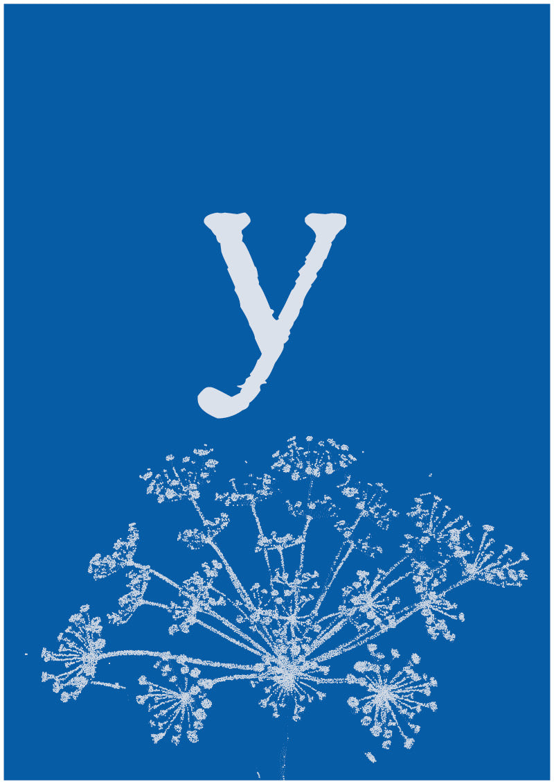 Umbel - Y